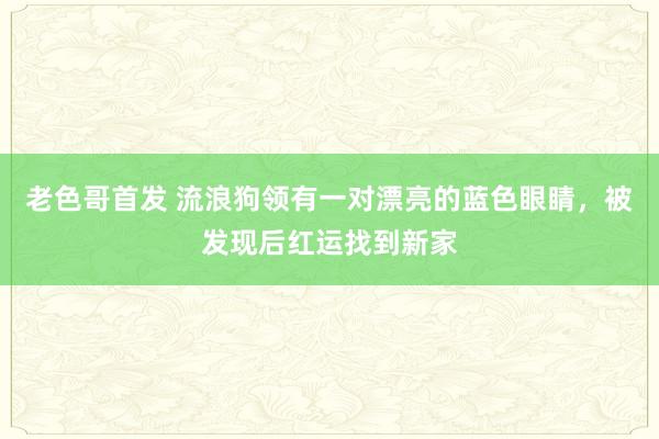 老色哥首发 流浪狗领有一对漂亮的蓝色眼睛，被发现后红运找到新家