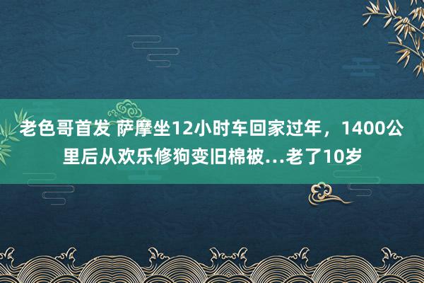 老色哥首发 萨摩坐12小时车回家过年，1400公里后从欢乐修狗变旧棉被…老了10岁