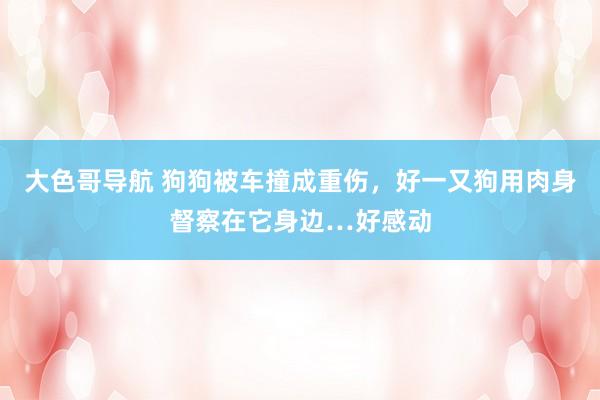 大色哥导航 狗狗被车撞成重伤，好一又狗用肉身督察在它身边…好感动